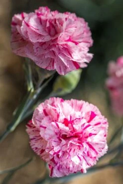 Pinball Wizard Dianthus - 1 Gallon Pot 20 Pinball Wizard Dianthus - 1 Gallon Pot -Outlet Drip Mingle Store dianthus pinball wizard 7 1