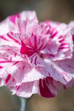 Pinball Wizard Dianthus - 1 Gallon Pot 21 Pinball Wizard Dianthus - 1 Gallon Pot -Outlet Drip Mingle Store dianthus pinball wizard 8 1