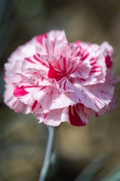 Pinball Wizard Dianthus - 1 Gallon Pot 18 Pinball Wizard Dianthus - 1 Gallon Pot -Outlet Drip Mingle Store dianthus pinball wizard 9 1