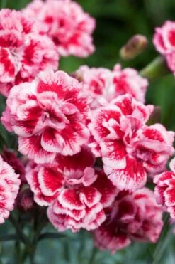 Scent First 'Sugar Plum' Dianthus (Carnation) - 5 Pack Of Quart Pots -Outlet Drip Mingle Store dianthus scent first sugar plum 1