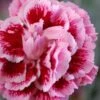 Scent First 'Sugar Plum' Dianthus (Carnation) - 5 Pack Of Quart Pots 2 Scent First 'Sugar Plum' Dianthus (Carnation) - 5 Pack Of Quart Pots -Outlet Drip Mingle Store dianthus scent first sugar plum 6