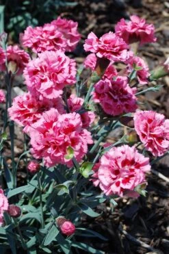 Scent First 'Sugar Plum' Dianthus (Carnation) - 5 Pack Of Quart Pots -Outlet Drip Mingle Store dianthus scent first sugar plum 7