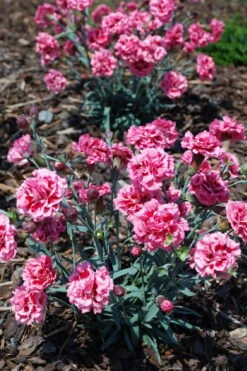 Scent First 'Sugar Plum' Dianthus (Carnation) - 5 Pack Of Quart Pots -Outlet Drip Mingle Store dianthus scent first sugar plum 8