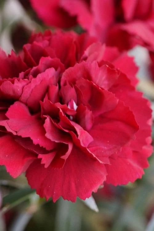 Super Trouper Velvet Red Dianthus (Carnation) - 10 Pack Of Quart Pots 3 Super Trouper Velvet Red Dianthus (Carnation) - 10 Pack Of Quart Pots