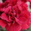 Super Trouper Velvet Red Dianthus (Carnation) - 5 Pack Of Quart Pots -Outlet Drip Mingle Store dianthus super trouper velvet red 100
