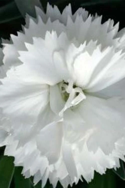 Super Trouper White Dianthus - 5 Pack Of Quart Pots 7 Super Trouper White Dianthus - 5 Pack Of Quart Pots - Image 5