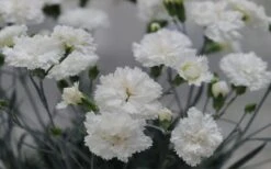 Super Trouper White Dianthus - 5 Pack Of Quart Pots 10 Super Trouper White Dianthus - 5 Pack Of Quart Pots -Outlet Drip Mingle Store dianthus supertrouper white carnations 2