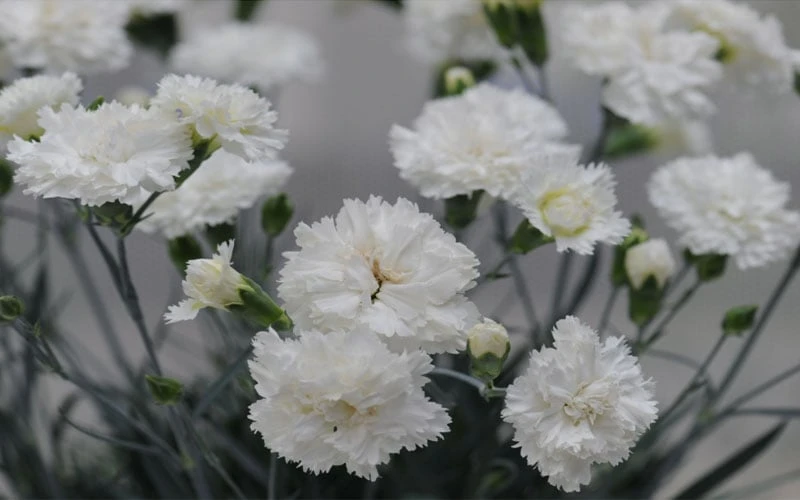 Super Trouper White Dianthus - 5 Pack Of Quart Pots 6 Super Trouper White Dianthus - 5 Pack Of Quart Pots - Image 4