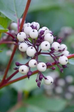 Red Osier Red Twig Dogwood (Cornus Sericea) - 2 Gallon Pot -Outlet Drip Mingle Store dogwood red osier 500x750 1