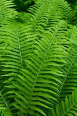 Dixie Wood Fern - Dryopteris Australis - 1 Gallon Pot -Outlet Drip Mingle Store dryopteris australis dixie wood fern 12