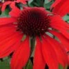 Panama Red Coneflower (Echinacea) - 1 Gallon Pot