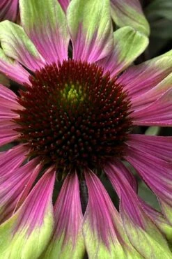 Sweet Sandia Coneflower (Echinacea) - 1 Gallon Pot -Outlet Drip Mingle Store echinacea purpurea sweet sandia coneflower 1