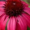 Sombrero Baja Burgundy Coneflower (Echinacea) - 6-Pack Of 1 Gallon Pots -Outlet Drip Mingle Store echinacea sombrero baja burgundy coneflower 11