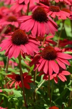 Sombrero Baja Burgundy Coneflower (Echinacea) - 1 Gallon Pot -Outlet Drip Mingle Store echinacea sombrero baja burgundy coneflower 12 1