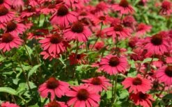 Sombrero Baja Burgundy Coneflower (Echinacea) - 1 Gallon Pot -Outlet Drip Mingle Store echinacea sombrero baja burgundy coneflower 13 1