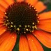 Tiki Torch Orange Coneflower (Echinacea) - 1 Gallon Pot -Outlet Drip Mingle Store echinacea tiki torch coneflower 11