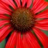 Tomato Soup Coneflower (Echinacea) - 1 Gallon Pot 2 Tomato Soup Coneflower (Echinacea) - 1 Gallon Pot -Outlet Drip Mingle Store echinacea tomato soup coneflower 2