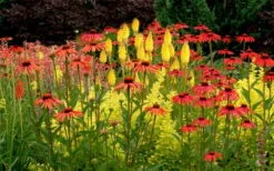 Tomato Soup Coneflower (Echinacea) - 1 Gallon Pot -Outlet Drip Mingle Store echinacea tomato soup coneflower 5