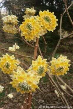 Edgeworthia Chrysantha Paper Bush - 7 Gallon Pot 18 Edgeworthia Chrysantha Paper Bush - 7 Gallon Pot -Outlet Drip Mingle Store edgeworthia chrysantha 200 1