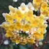 Edgeworthia Chrysantha Paper Bush - 7 Gallon Pot