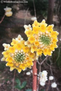 Edgeworthia Chrysantha Paper Bush - 7 Gallon Pot 19 Edgeworthia Chrysantha Paper Bush - 7 Gallon Pot -Outlet Drip Mingle Store edgeworthia chrysantha 202 1
