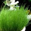 Dwarf Horsetail Reed Grass (Equisetum Scirpoides) - 1 Gallon Pot -Outlet Drip Mingle Store equisetum scirpoides dwarf horsertail grass 1