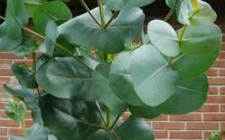 Big O Cold Hardy Eucalyptus Tree (Eucalyptus Neglecta) - 5 Gallon Pot (4-5') -Outlet Drip Mingle Store eucalyptus bigo leaves