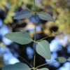 Grace Cold Hardy Eucalyptus Tree (Eucalyptus Elliptica) - 3 Quart Pot 2 Grace Cold Hardy Eucalyptus Tree (Eucalyptus Elliptica) - 3 Quart Pot -Outlet Drip Mingle Store eucalyptus elliptica grace 1 1