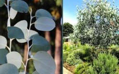 Mappa Tassie Cold Hardy Eucalyptus Tree (Eucalyptus Pauciflora) - 1 Gallon Pot -Outlet Drip Mingle Store eucalyptus mappa tassie combo 3