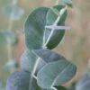 Big O Cold Hardy Eucalyptus Tree (Eucalyptus Neglecta) - 3 Gallon Pot -Outlet Drip Mingle Store eucalyptus neglecta big 0 1 3