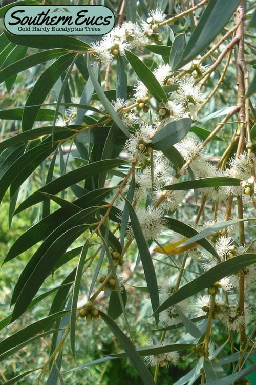 Funky Monkey Cold Hardy Eucalyptus Tree (Eucalyptus Parvula) - 3 Gallon Pot 3 Funky Monkey Cold Hardy Eucalyptus Tree (Eucalyptus Parvula) - 3 Gallon Pot