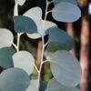 Mappa Tassie Cold Hardy Eucalyptus Tree (Eucalyptus Pauciflora) - 1 Gallon Pot 1 Mappa Tassie Cold Hardy Eucalyptus Tree (Eucalyptus Pauciflora) - 1 Gallon Pot -Outlet Drip Mingle Store eucalyptus pauciflora mappa tassie 1 3