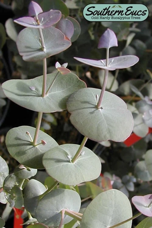 Luna Cold Hardy Eucalyptus Tree (Eucalyptus Perriniana) - 2 Gallon Pot 3 Luna Cold Hardy Eucalyptus Tree (Eucalyptus Perriniana) - 2 Gallon Pot