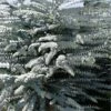 Bluey Cold Hardy Eucalyptus Tree (Eucalyptus Pulverulenta) - 1 Gallon Pot -Outlet Drip Mingle Store eucalyptus pulverulenta bluey 1 3