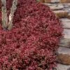 Purple Wintercreeper (Euonymus Fortunei 'Coloratus') - 36 Pack Of Pint Pots -Outlet Drip Mingle Store euonymus fortunei coloratus purple wintercreeper 8