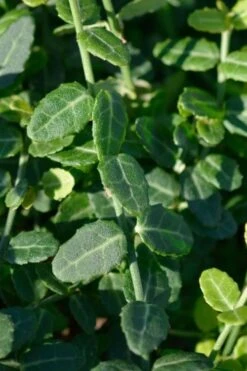 Kewensis Euonymus (Miniature Wintercreeper) - 6 Pack Of Pint Pots -Outlet Drip Mingle Store euonymus fortunei kewensis miniature wintercreeper 6