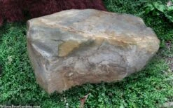 Kewensis Euonymus (Miniature Wintercreeper) - 6 Pack Of Pint Pots -Outlet Drip Mingle Store euonymus fortunei kewensis miniature wintercreeper 9