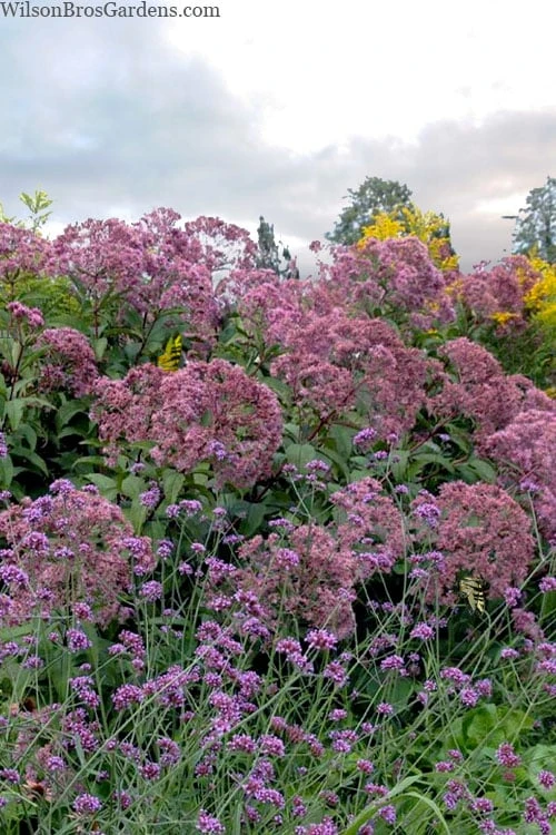 Queen Of The Prairie Hollow Stem Joe Pye Weed - 6 Pack Of 1 Gallon Pots 6 Queen Of The Prairie Hollow Stem Joe Pye Weed - 6 Pack Of 1 Gallon Pots - Image 4