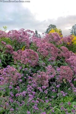 Queen Of The Prairie Hollow Stem Joe Pye Weed - 1 Gallon Pot -Outlet Drip Mingle Store eupatoriadelphus fistulosa joe pye weed 15