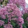 Queen Of The Prairie Hollow Stem Joe Pye Weed - 6 Pack Of 1 Gallon Pots