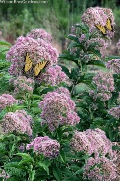 Queen Of The Prairie Hollow Stem Joe Pye Weed - 1 Gallon Pot -Outlet Drip Mingle Store eupatoriadelphus fistulosa joe pye weed 5