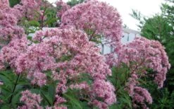 Queen Of The Prairie Hollow Stem Joe Pye Weed - 1 Gallon Pot -Outlet Drip Mingle Store eupatoriadelphus fistulosa joe pye weed 8