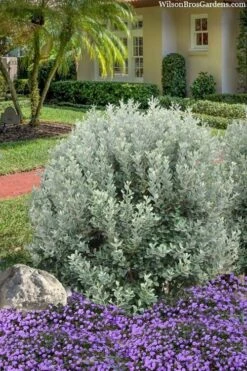 Bambina Dwarf Pineapple Guava (Feijoa Sellowiana ' Tharfiona') - 7 Gallon Pot 11 Bambina Dwarf Pineapple Guava (Feijoa Sellowiana ' Tharfiona') - 7 Gallon Pot -Outlet Drip Mingle Store feijoa sellowiana tharfiona bambina pineapple guava 3