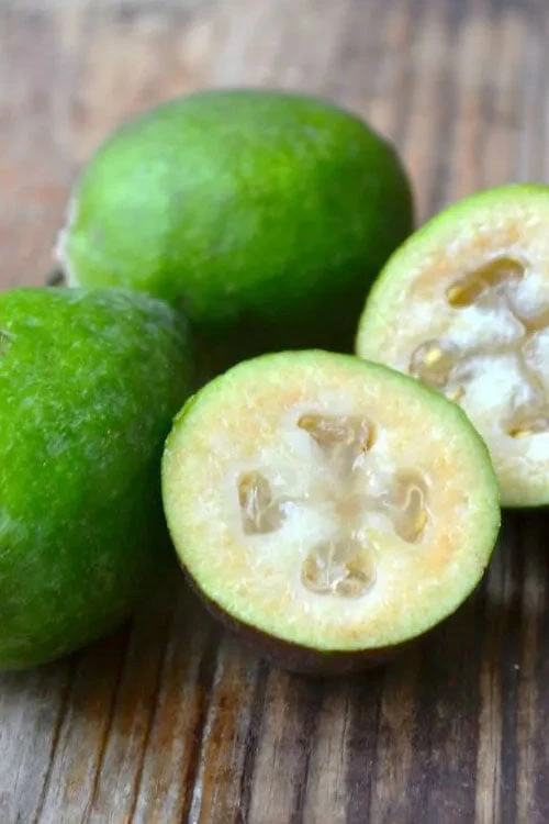 Bambina Dwarf Pineapple Guava (Feijoa Sellowiana ' Tharfiona') - 7 Gallon Pot 7 Bambina Dwarf Pineapple Guava (Feijoa Sellowiana ' Tharfiona') - 7 Gallon Pot - Image 5