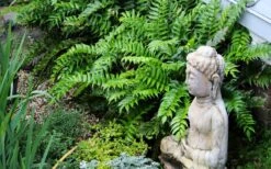 Japanese Holly Fern - Cyrtomium Falcatum 'Rochfordianum' - 2.5 Quart Pot -Outlet Drip Mingle Store fern20holly203