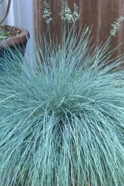 Beyond Blue Festuca (Fescue) - 6 Pack Of 1 Gallon Pots 12 Beyond Blue Festuca (Fescue) - 6 Pack Of 1 Gallon Pots -Outlet Drip Mingle Store festuca beyond blue fescue 100