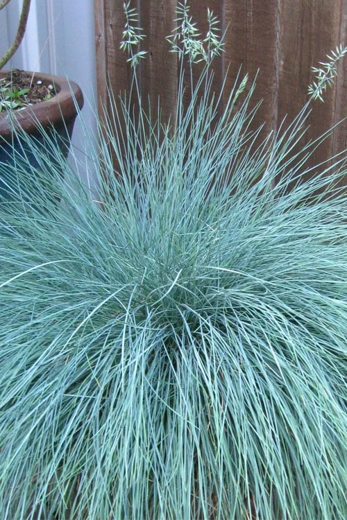 Beyond Blue Festuca (Fescue) - 6 Pack Of 1 Gallon Pots 6 Beyond Blue Festuca (Fescue) - 6 Pack Of 1 Gallon Pots - Image 4