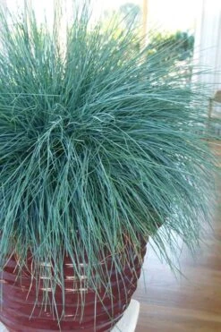 Beyond Blue Festuca (Fescue) - 6 Pack Of 1 Gallon Pots 14 Beyond Blue Festuca (Fescue) - 6 Pack Of 1 Gallon Pots -Outlet Drip Mingle Store festuca beyond blue fescue 101