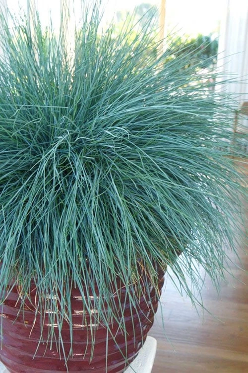 Beyond Blue Festuca (Fescue) - 6 Pack Of 1 Gallon Pots 8 Beyond Blue Festuca (Fescue) - 6 Pack Of 1 Gallon Pots - Image 6