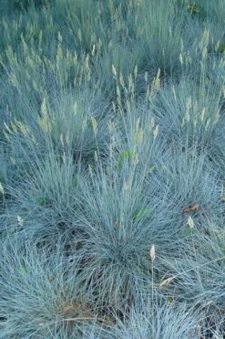 Beyond Blue Festuca (Fescue) - 6 Pack Of 1 Gallon Pots 13 Beyond Blue Festuca (Fescue) - 6 Pack Of 1 Gallon Pots -Outlet Drip Mingle Store festuca beyond blue fescue 102